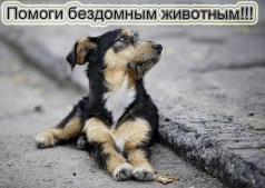 Симптомы вирусных заболеваний кошек и собак