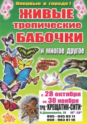 Выставка живых тропических бабочек
