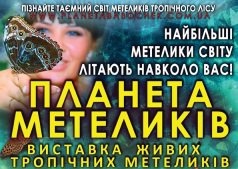 выставка «Планета бабочек».